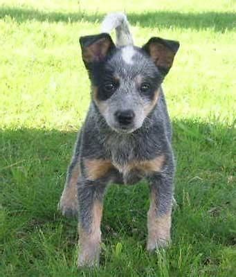 Boxer & Australian Cattle Dog Blue Heeler Mix Reedsport 115 pic. . Blue heeler puppies for sale oregon